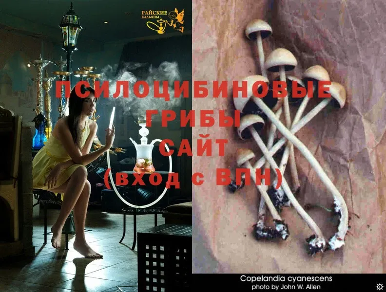 Псилоцибиновые грибы Psilocybe  Нестеров 